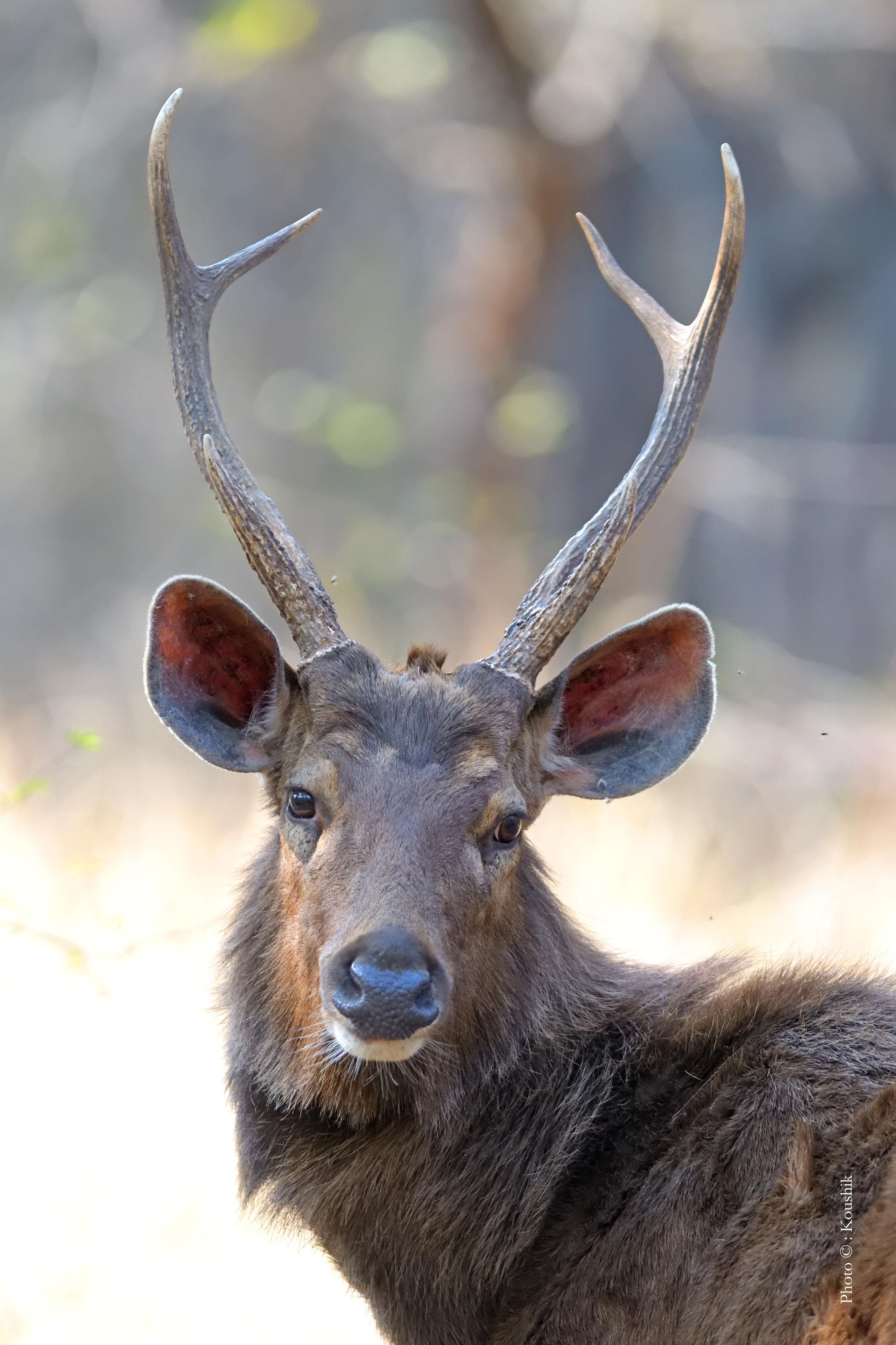 Sambar Deer in Ranthambore
